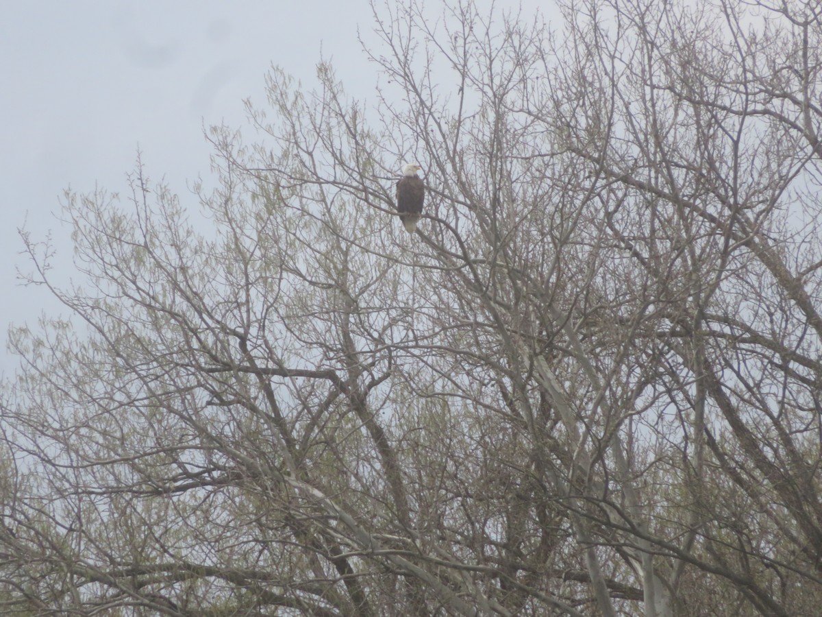 Bald Eagle - ML617847773