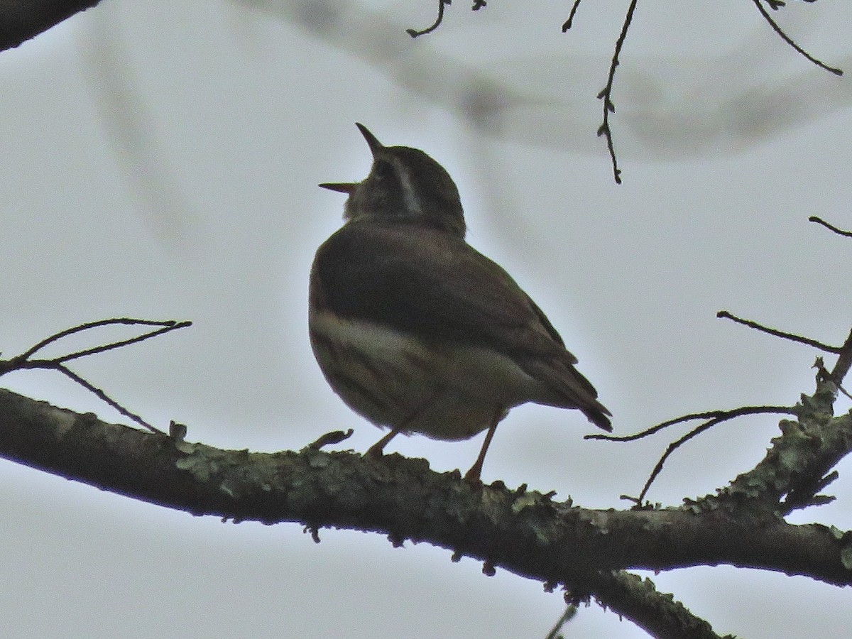 Louisiana Waterthrush - ML617847793