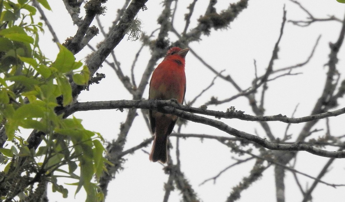 Summer Tanager - Gary Hunter