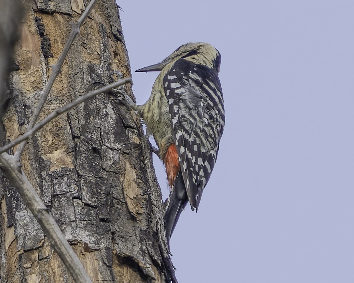 Fulvous-breasted Woodpecker - Grant Price