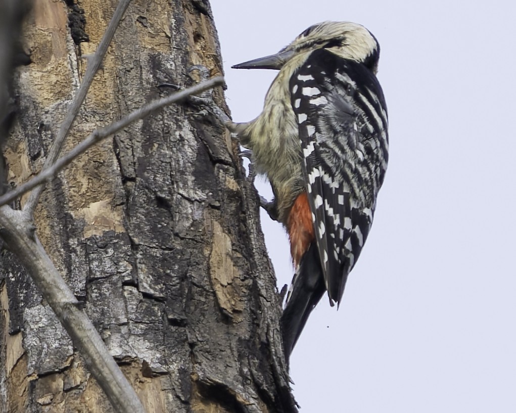 Fulvous-breasted Woodpecker - ML617847843