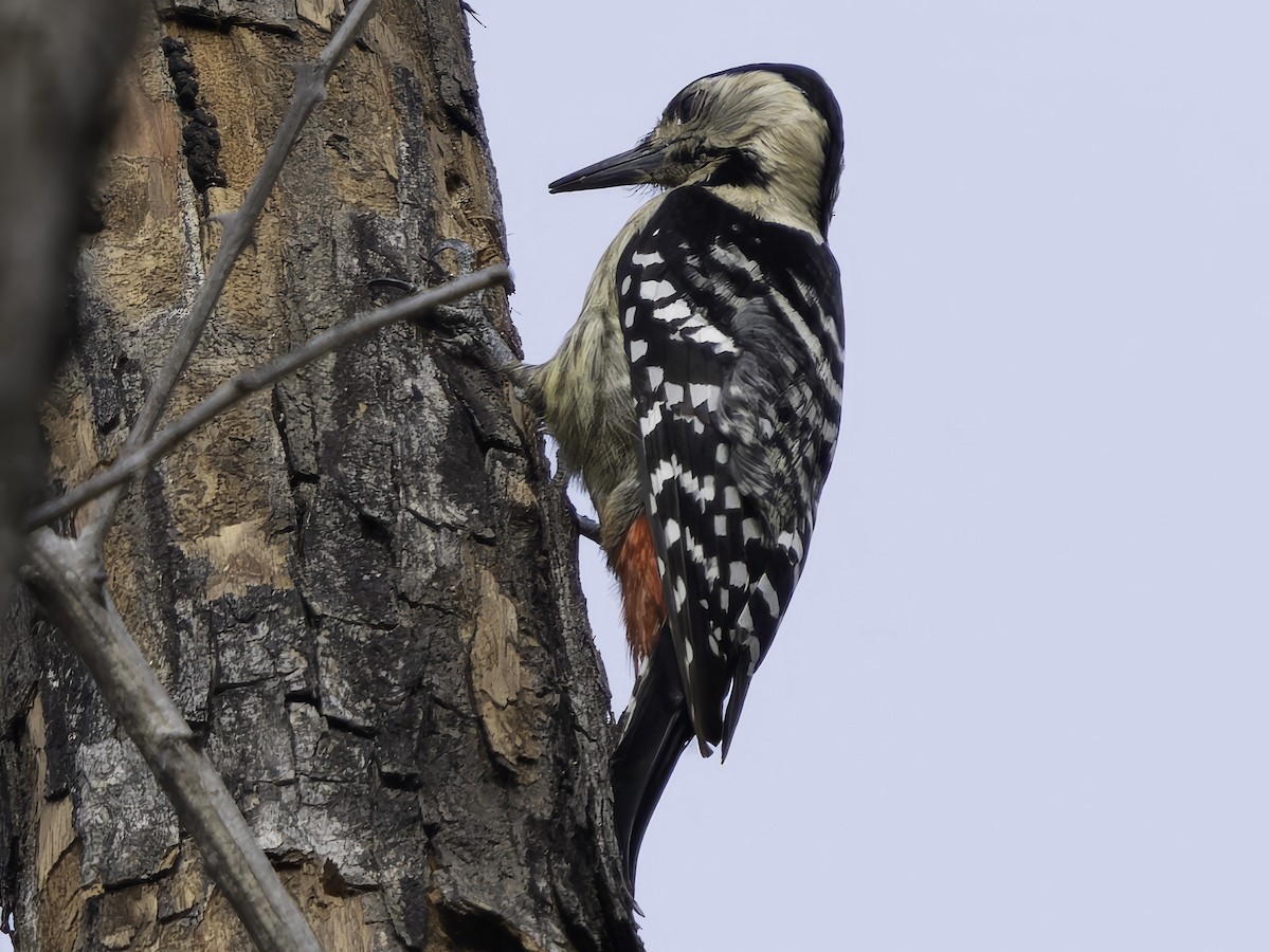 Fulvous-breasted Woodpecker - ML617847847