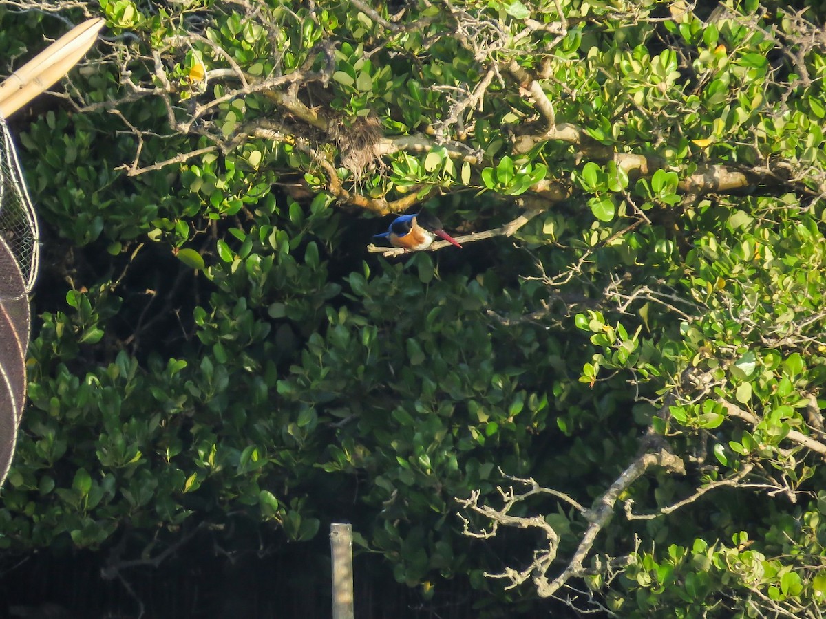 Black-capped Kingfisher - Falcon Cheng