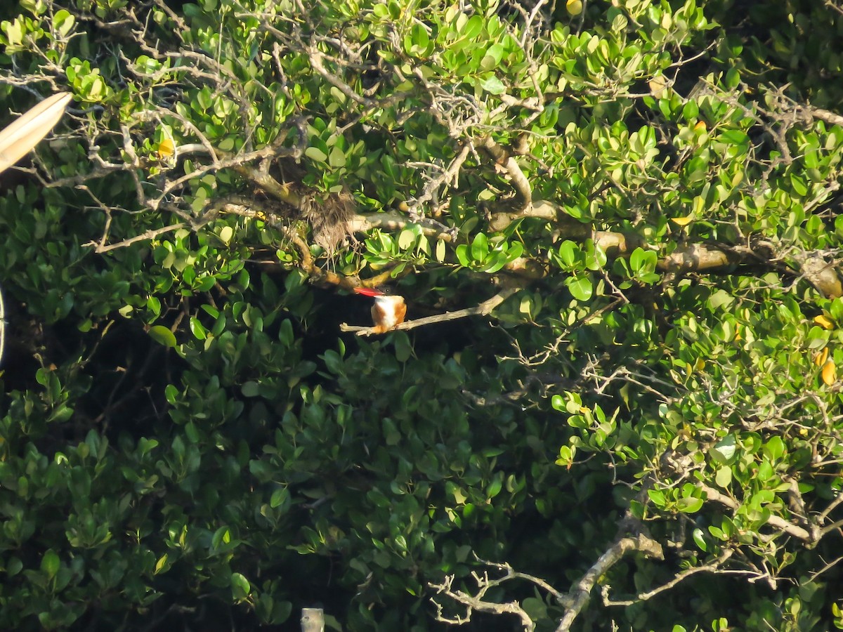 Black-capped Kingfisher - Falcon Cheng