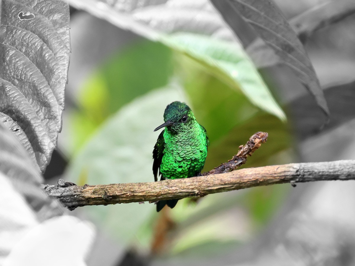 kolibrík ocelovořitý - ML617847867