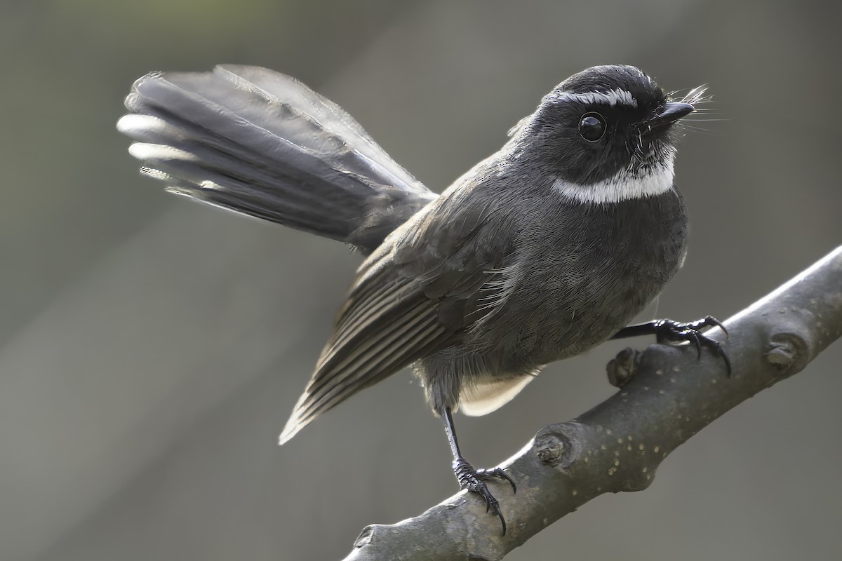 White-throated Fantail - ML617847872