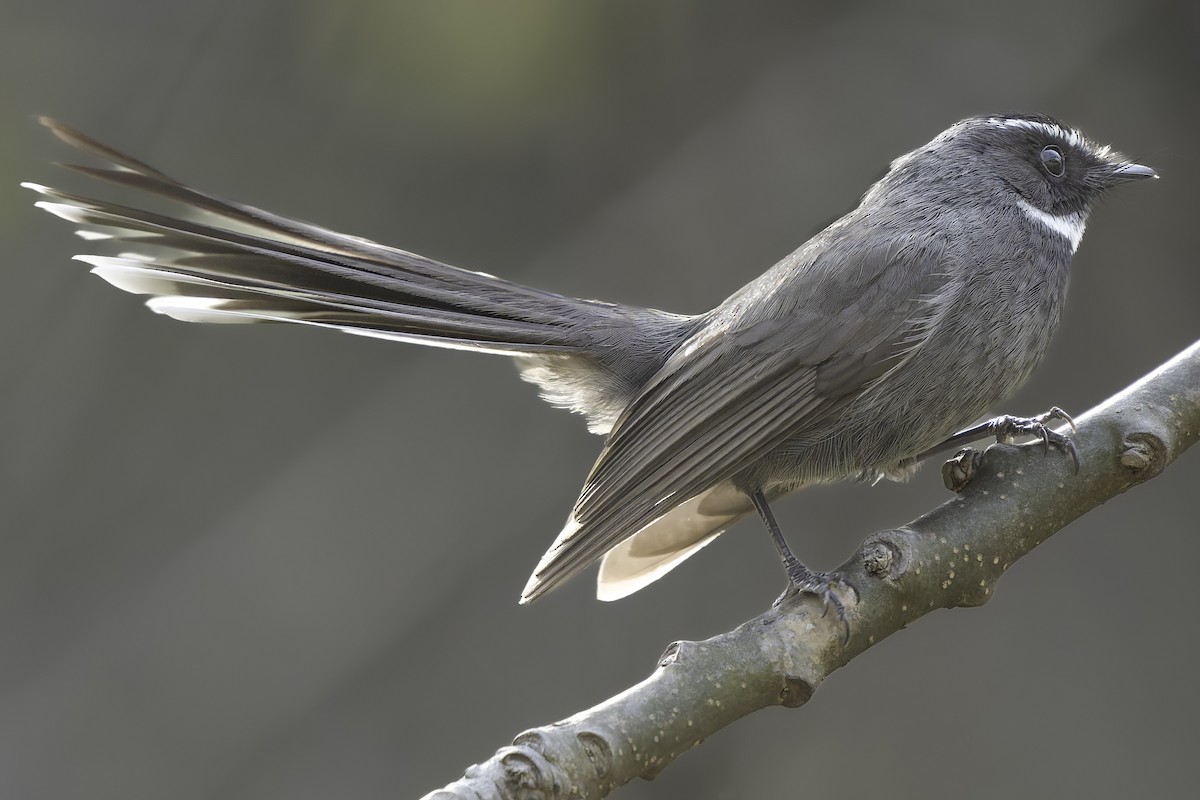 White-throated Fantail - ML617847874