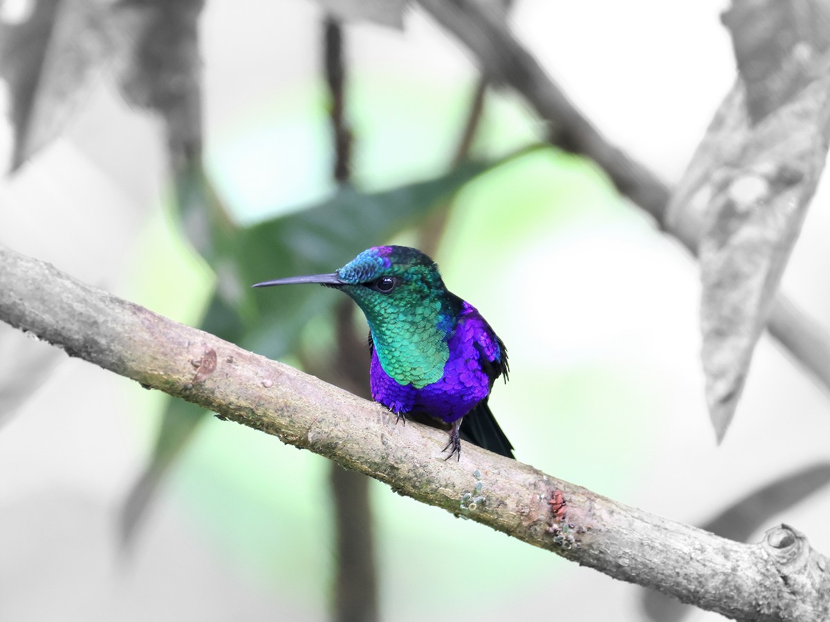 kolibřík vidloocasý - ML617847879