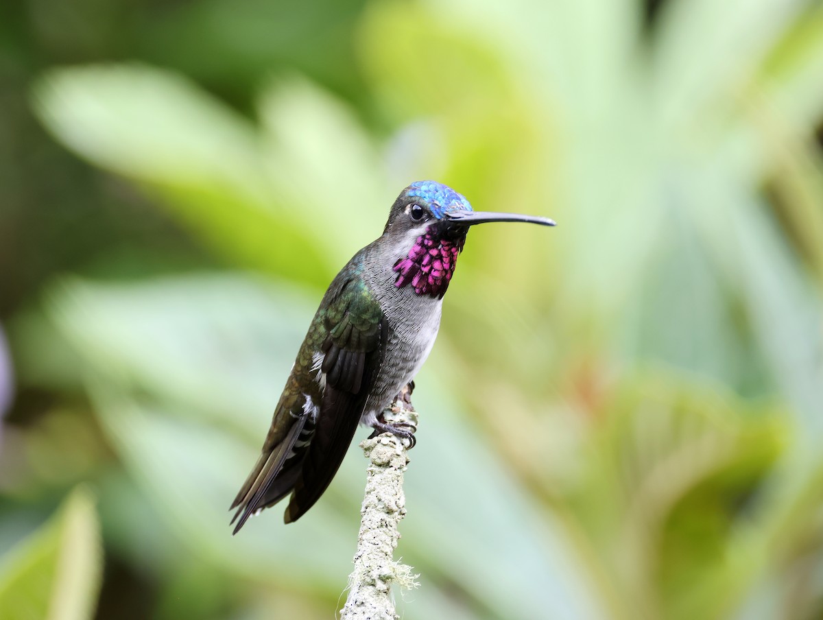 Long-billed Starthroat - Geoff Butcher