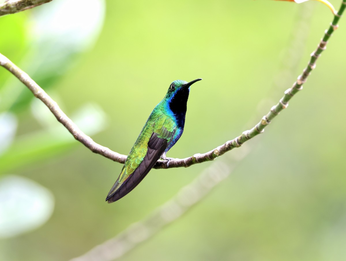 Black-throated Mango - Geoff Butcher