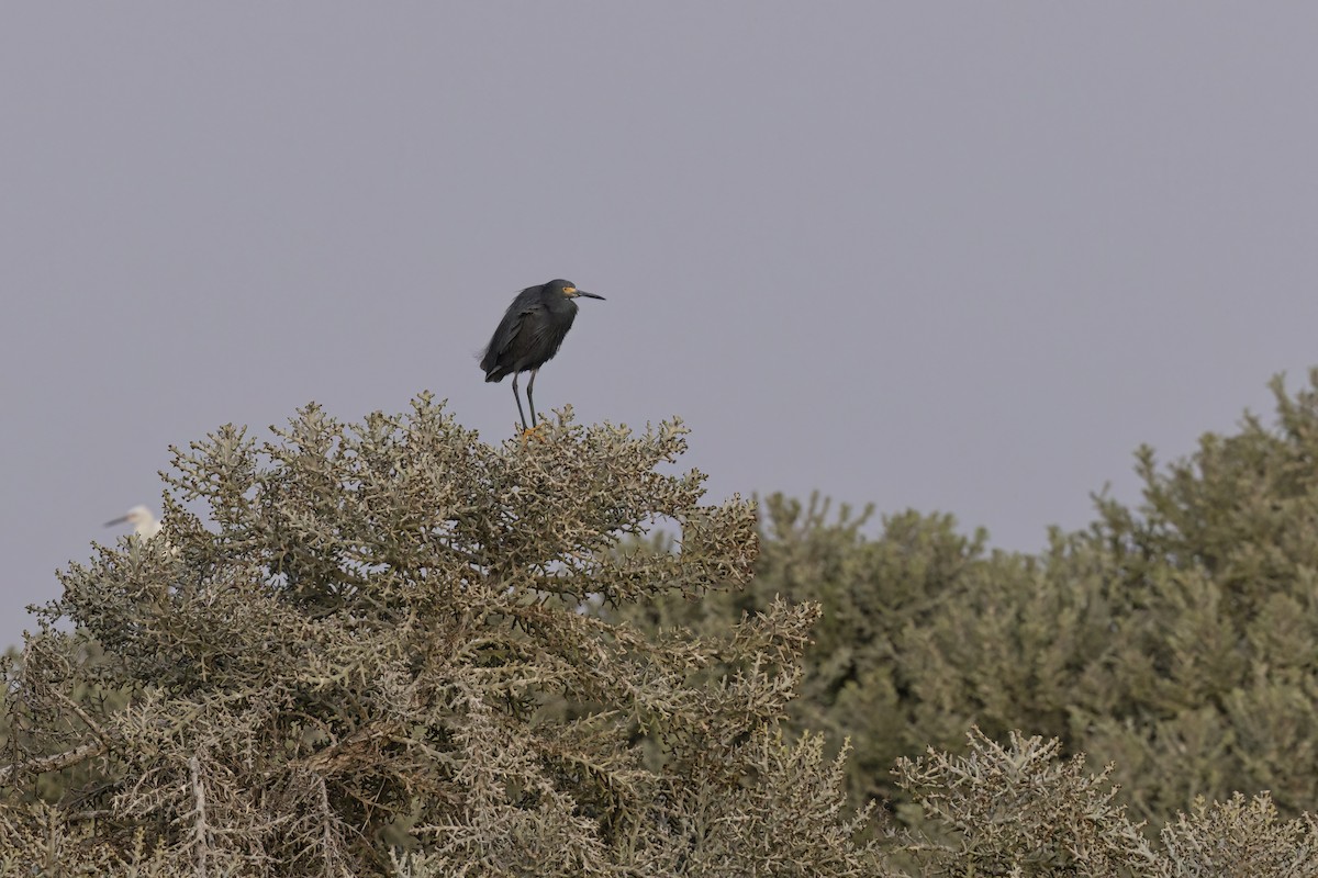 Little Egret (Dimorphic) - ML617847936