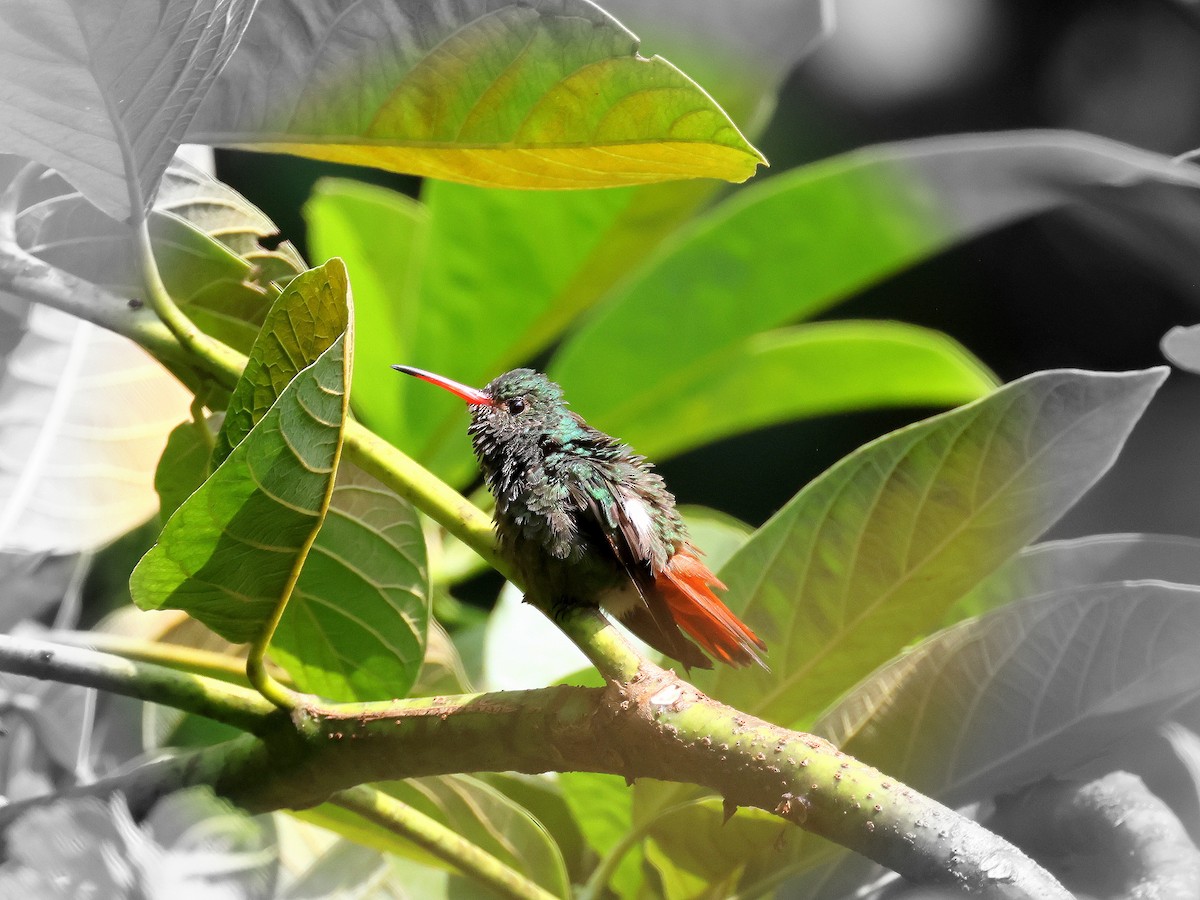 Rufous-tailed Hummingbird - Geoff Butcher