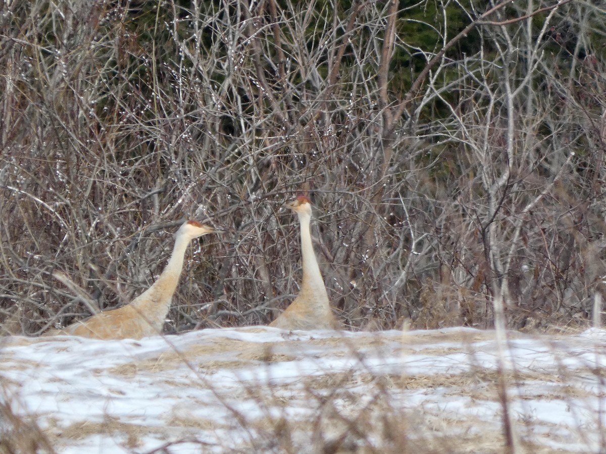 Sandhill Crane - ML617847950