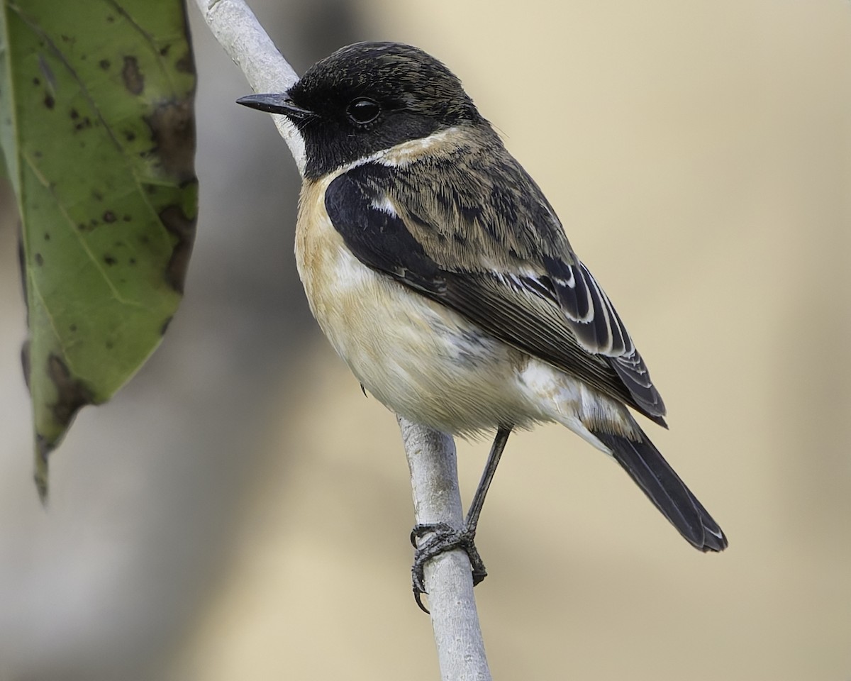 Siberian Stonechat - ML617848008