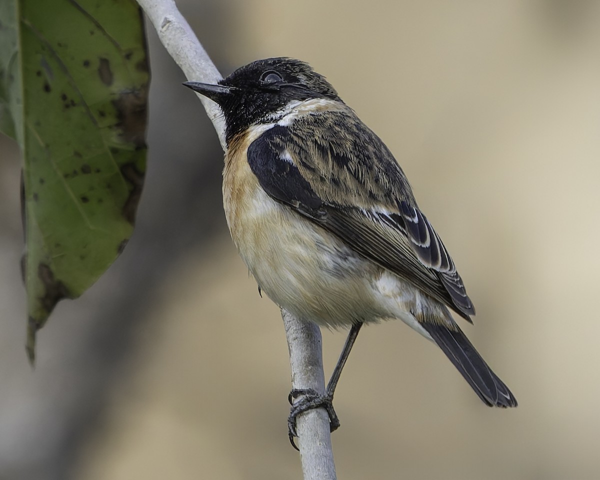 Siberian Stonechat - Grant Price