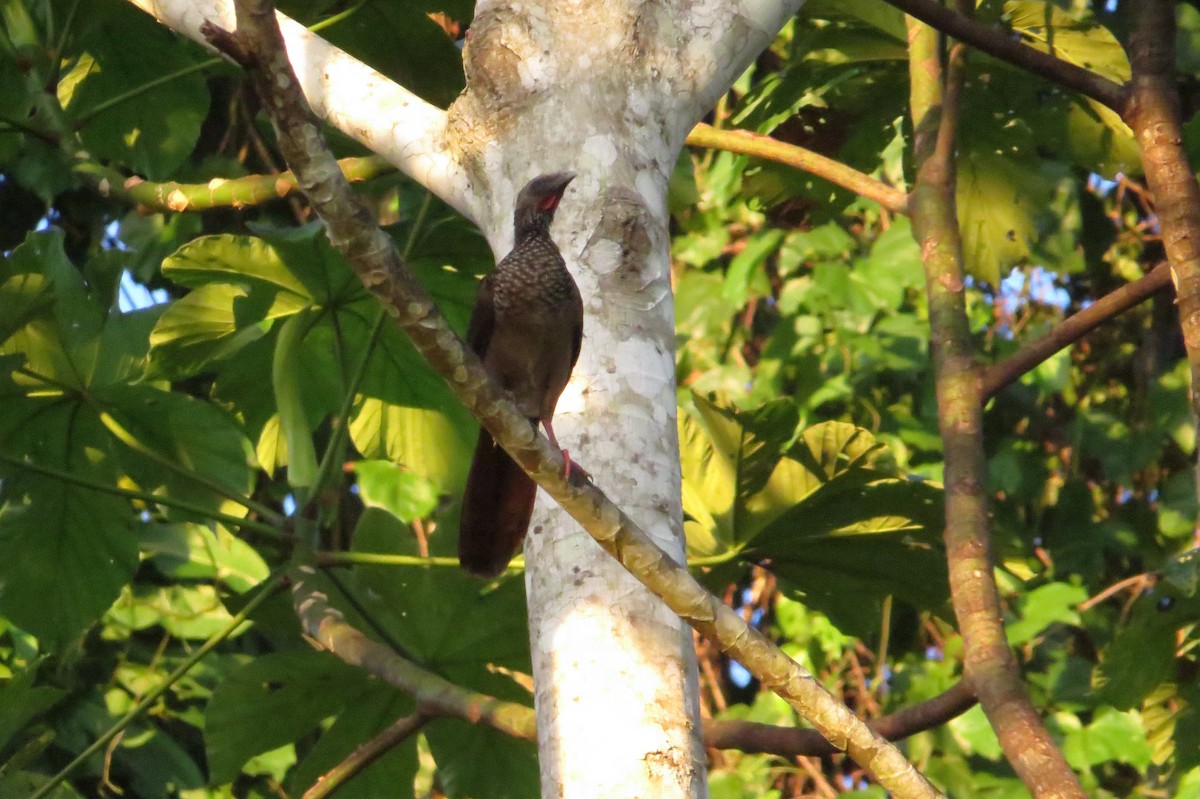 Chachalaca Moteada - ML617848046