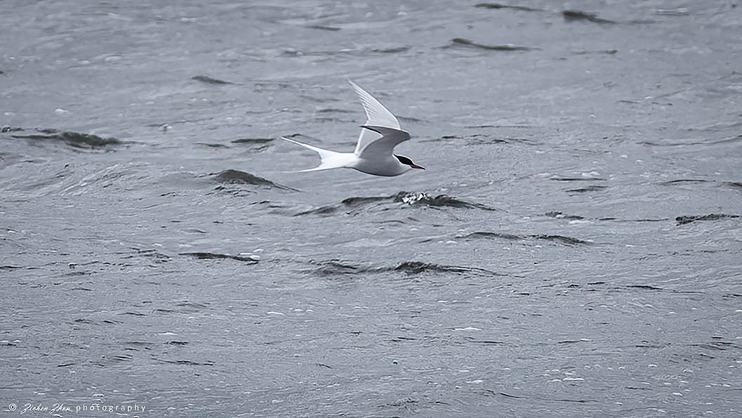 Arctic Tern - ML617848075