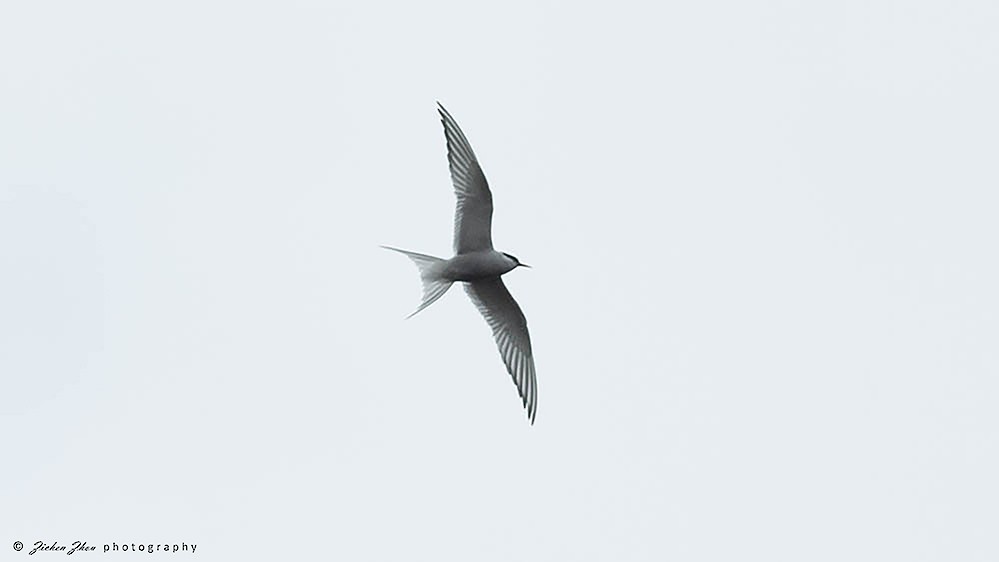 Arctic Tern - ML617848076