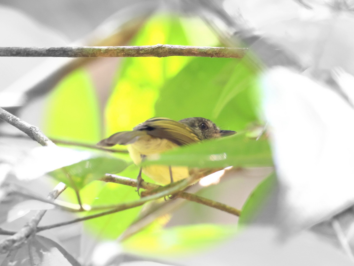 Slaty-capped Flycatcher - ML617848097