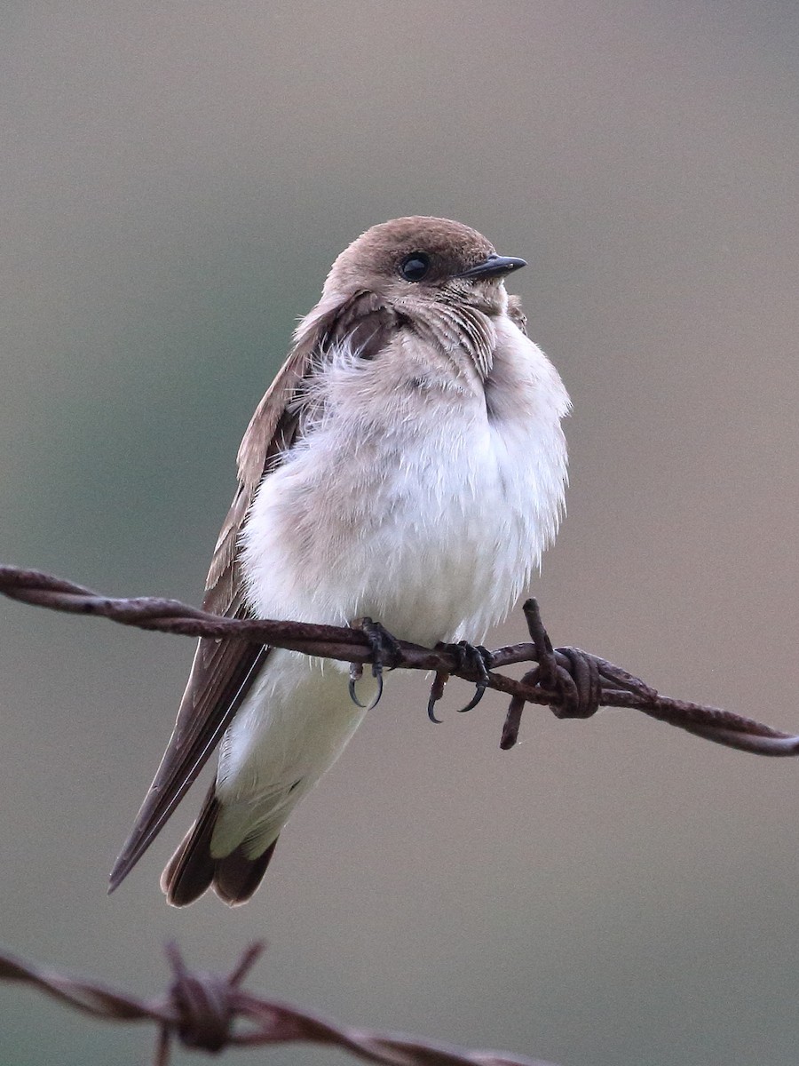 Northern Rough-winged Swallow - ML617848103