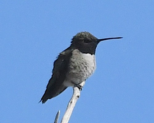 Black-chinned Hummingbird - ML617848116