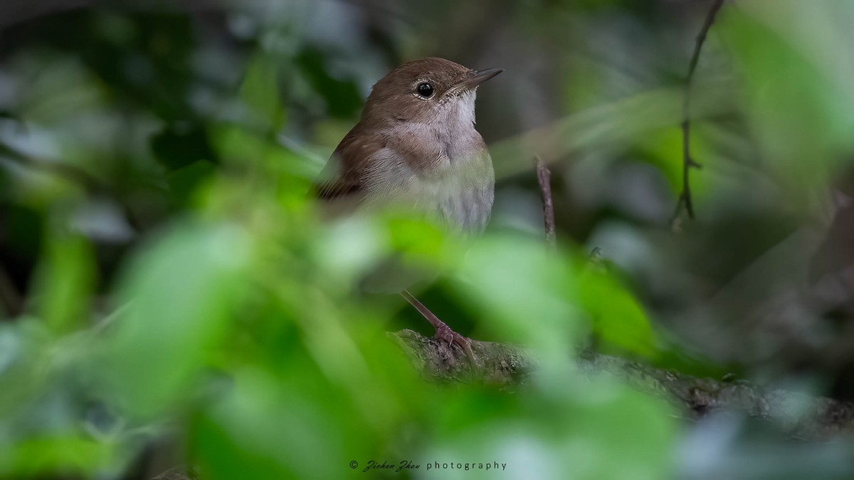 Common Nightingale - ML617848122