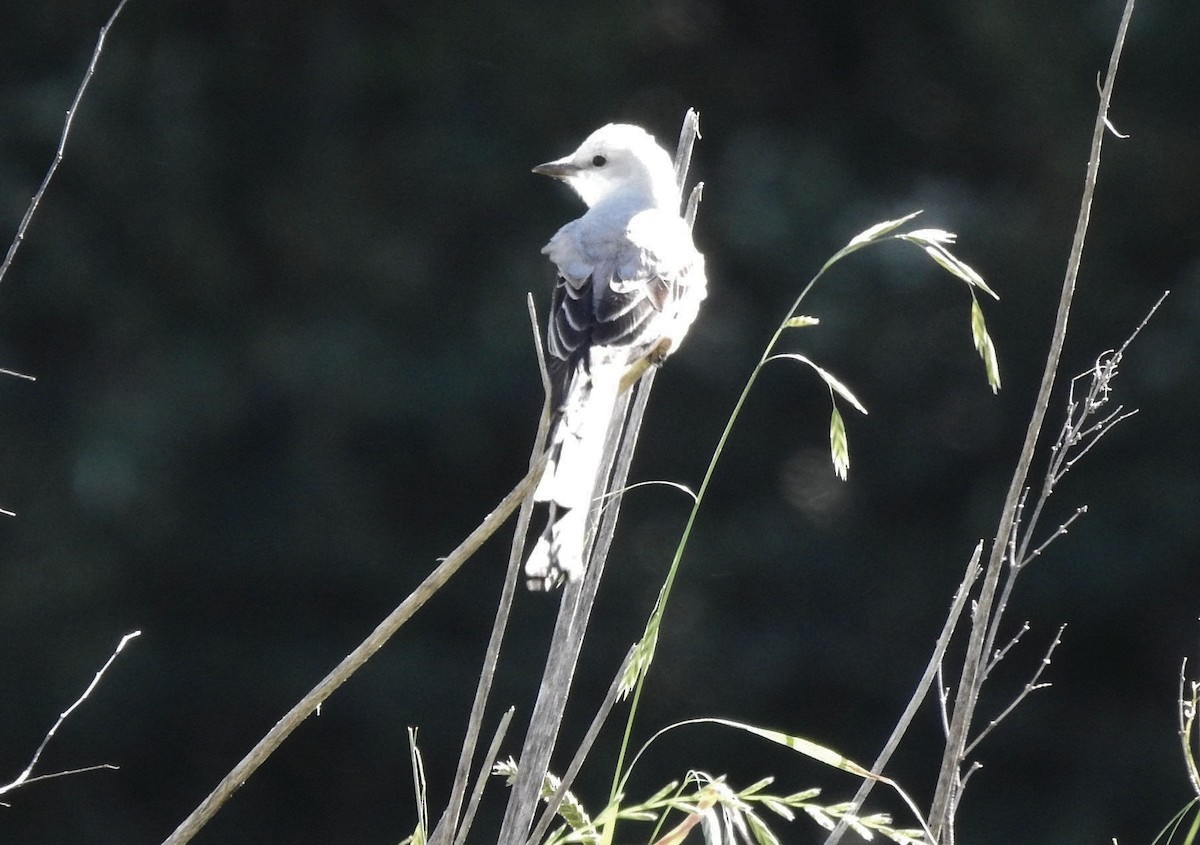 Scissor-tailed Flycatcher - Gary Hunter