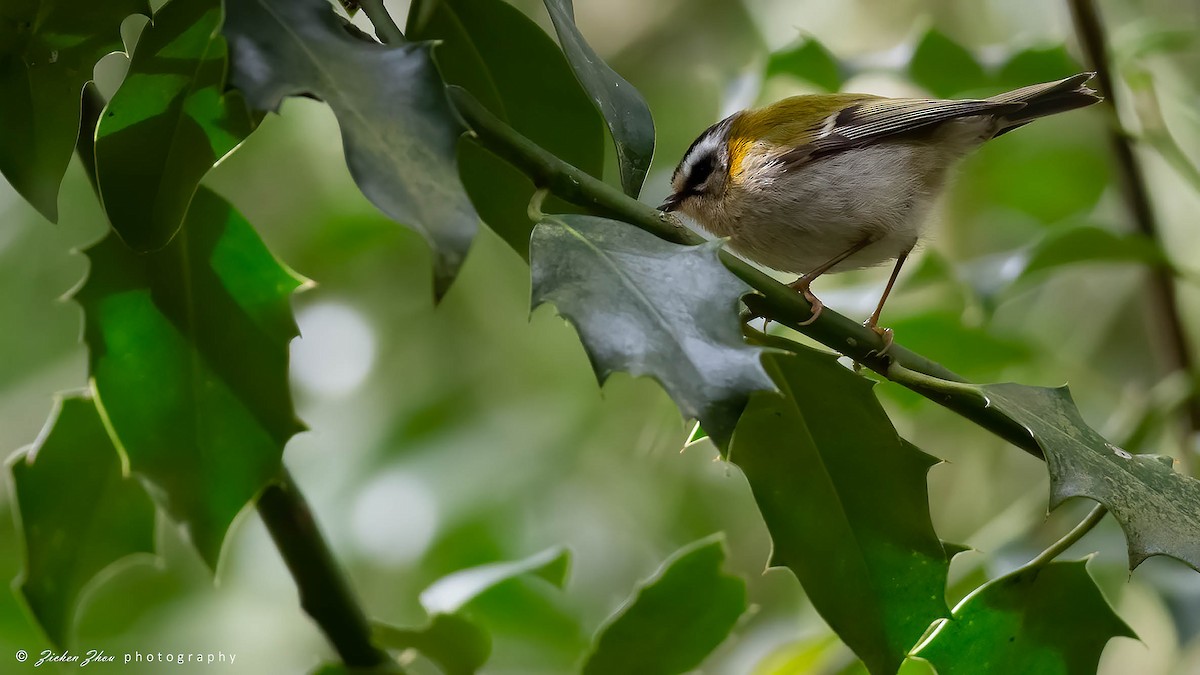 Common Firecrest - ML617848181