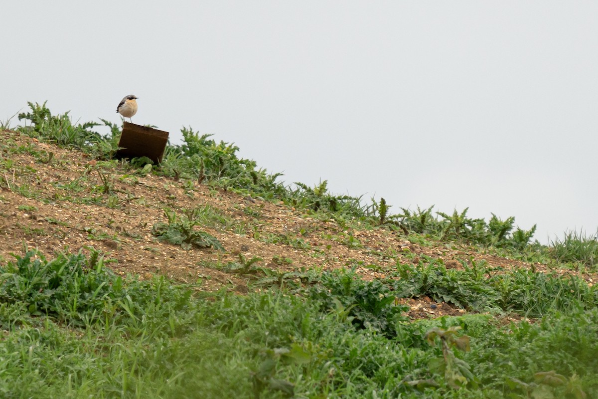 Northern Wheatear - ML617848189