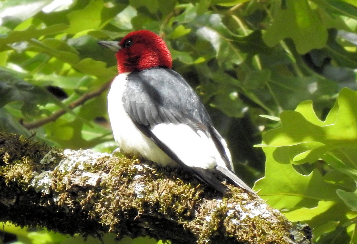 Red-headed Woodpecker - Gary Hunter