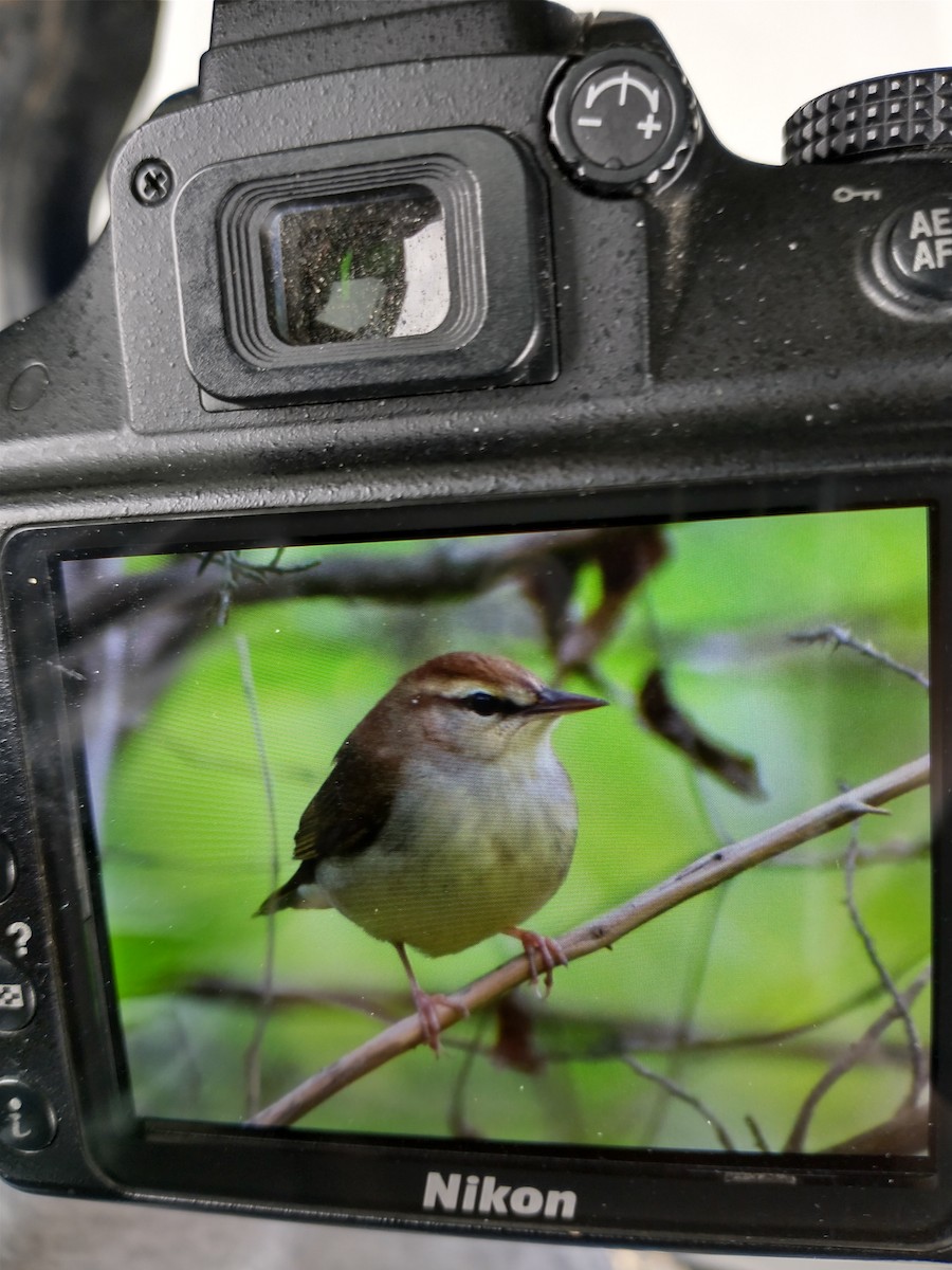 Swainson's Warbler - ML617848204