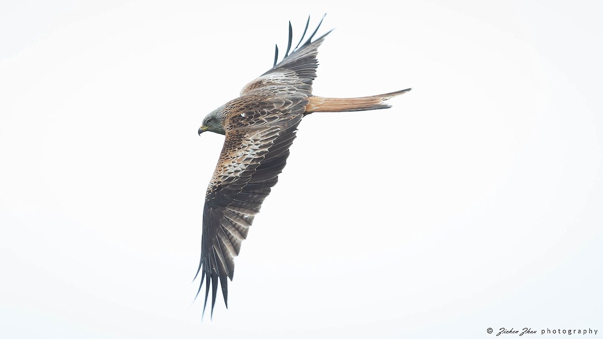 Red Kite - ML617848217