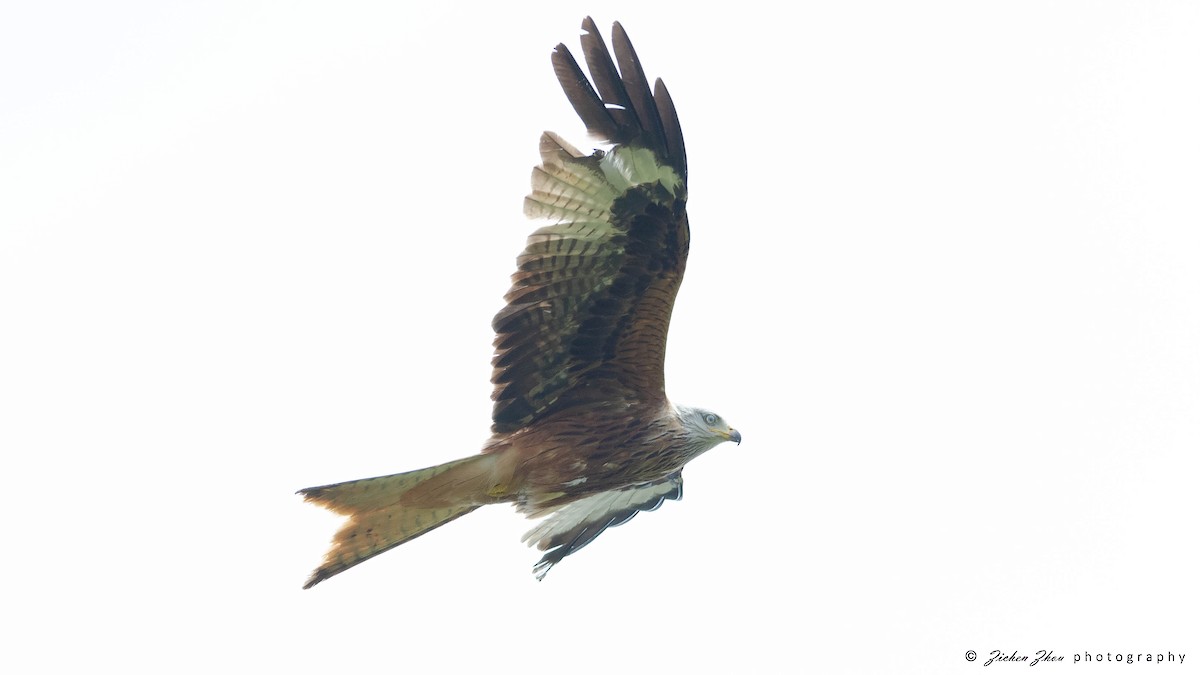 Red Kite - ML617848219