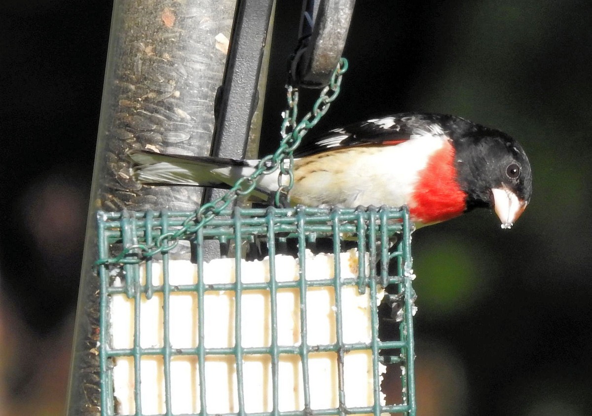 Rose-breasted Grosbeak - Gary Hunter