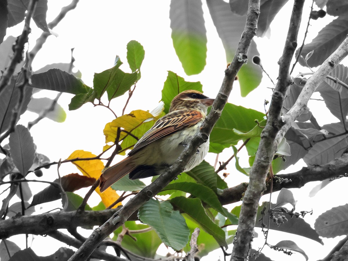 Streaked Flycatcher - ML617848250
