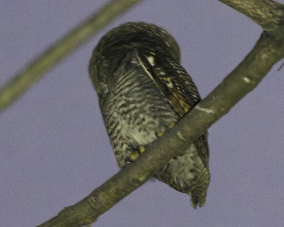 Jungle Owlet - ML617848268