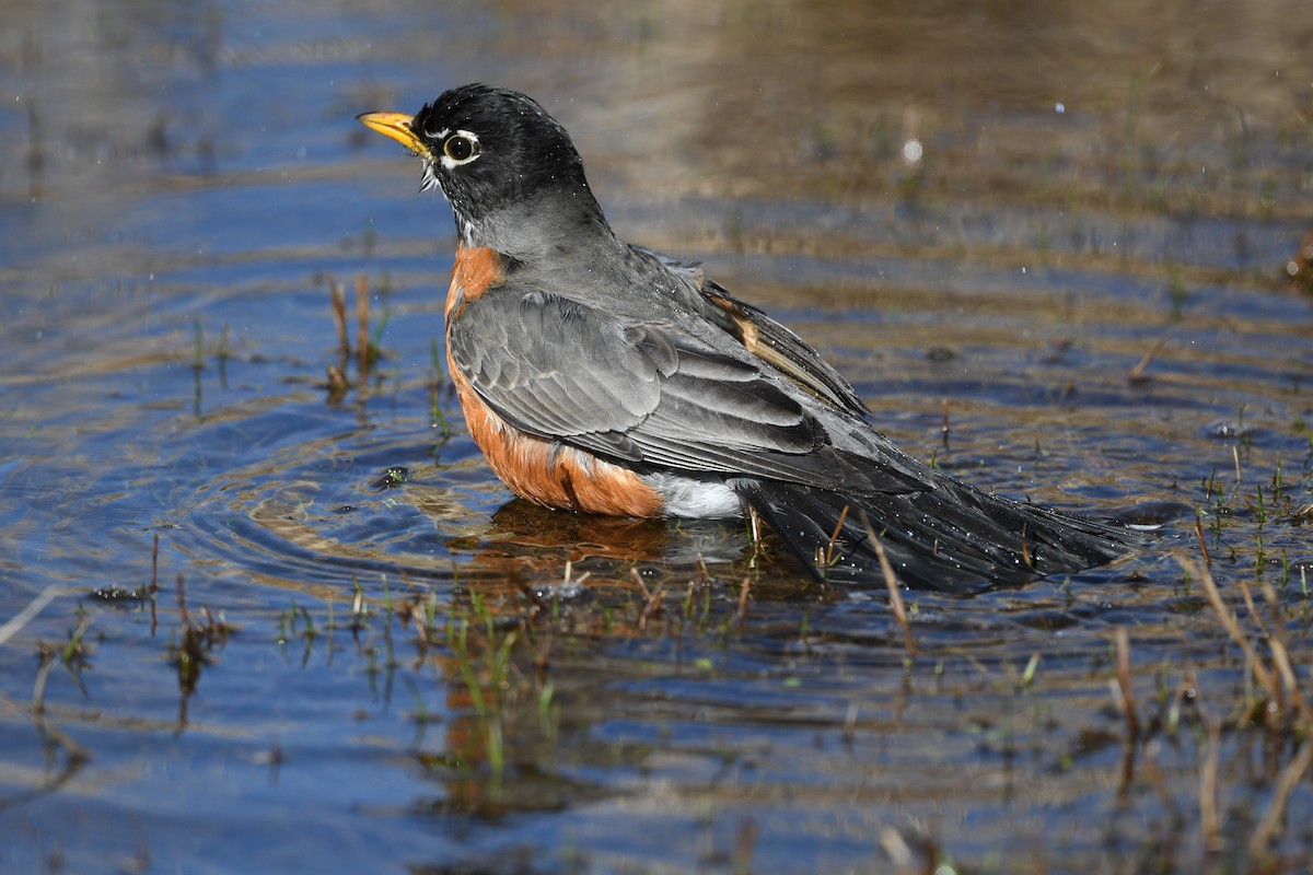 American Robin - Pierre LeBlanc