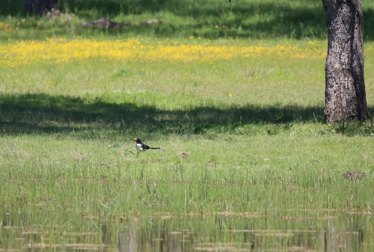 Yellow-billed Magpie - ML617848370