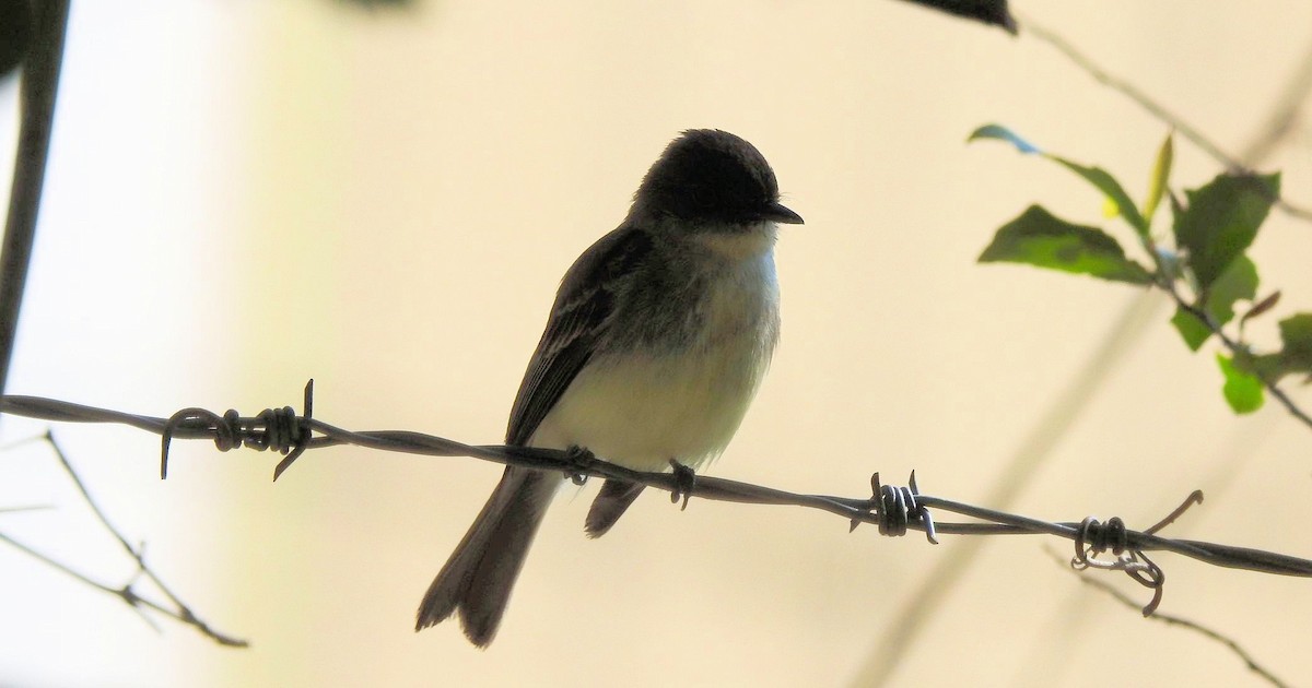 Eastern Phoebe - Gary Hunter