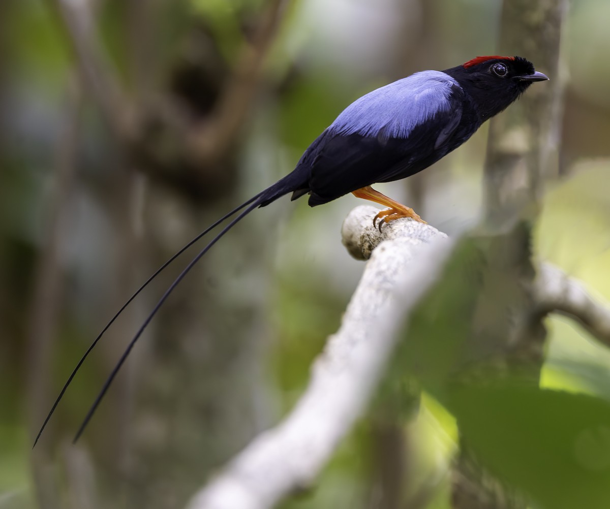 Long-tailed Manakin - ML617848379