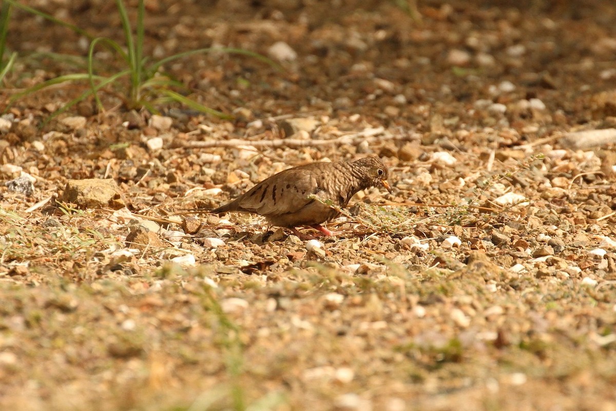 Common Ground Dove - ML617848416