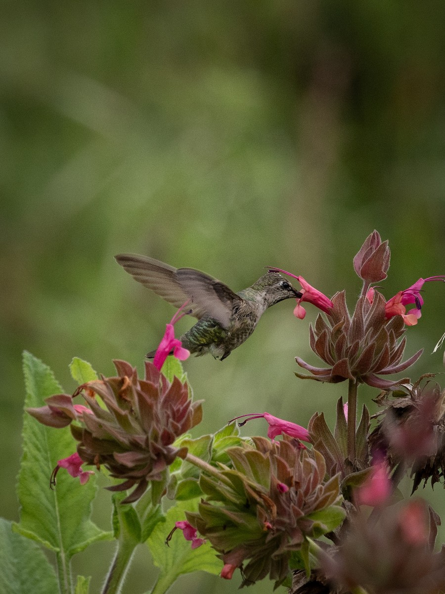 Anna's Hummingbird - Judy G