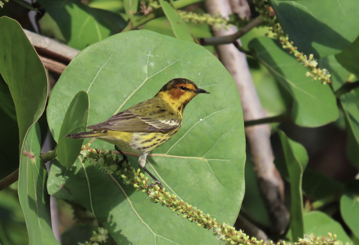 Cape May Warbler - Anonymous