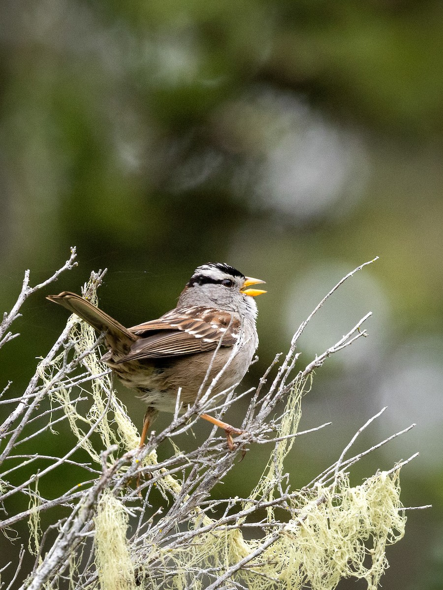White-crowned Sparrow - Judy G
