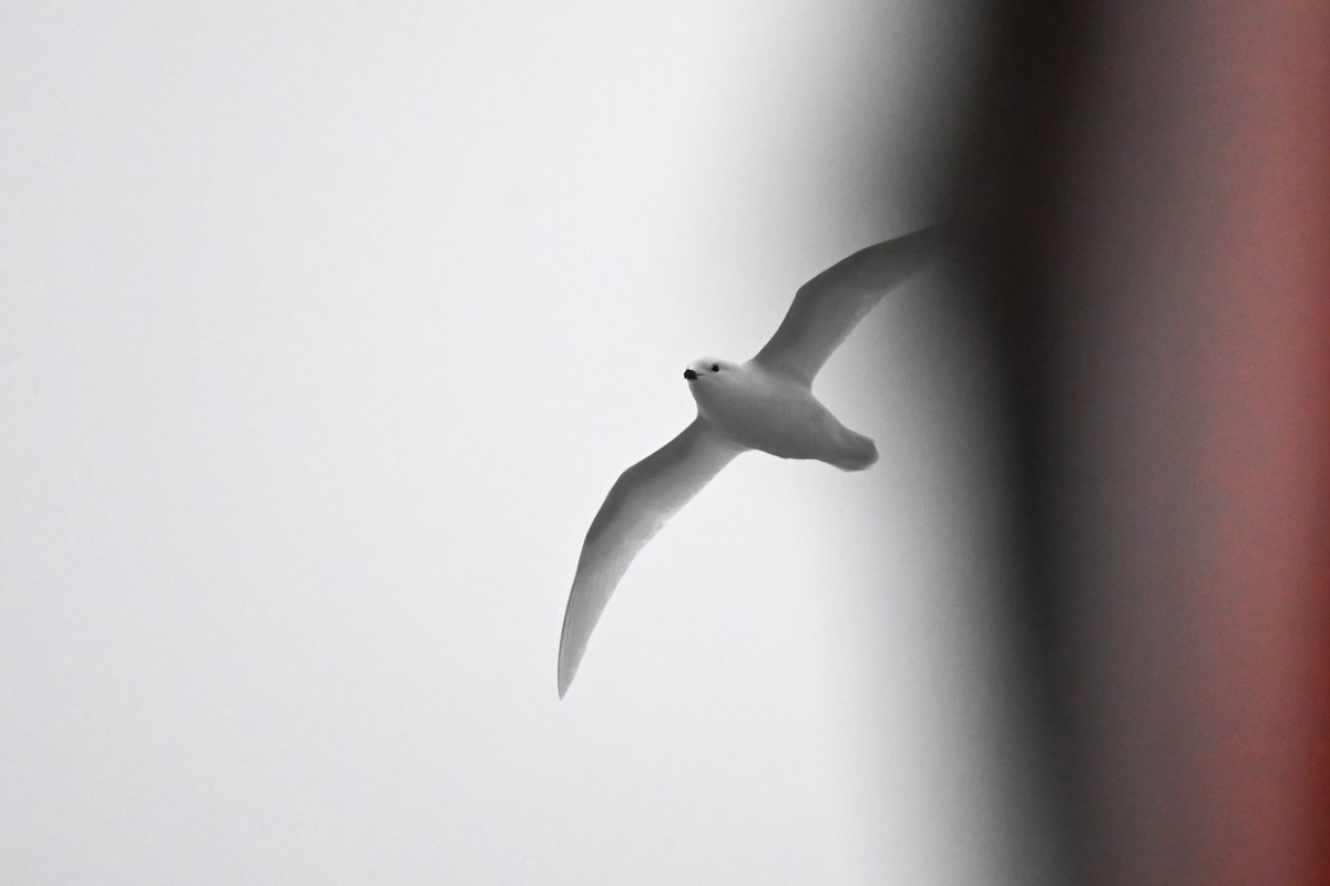 Snow Petrel - Marcelina Poddaniec