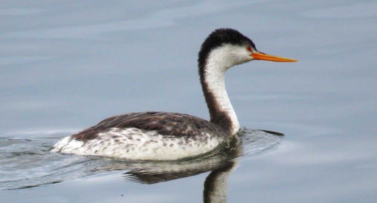 Clark's Grebe - Maggie Smith