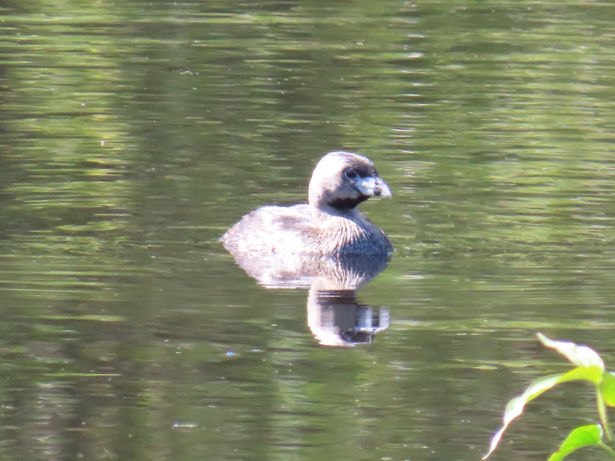 Pied-billed Grebe - ML617848526