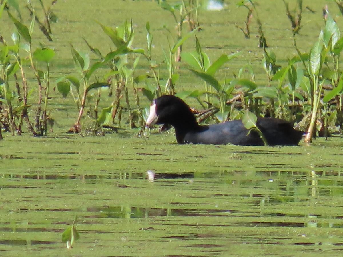 American Coot - ML617848547