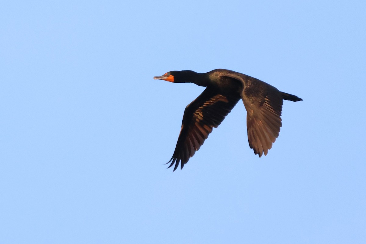 Double-crested Cormorant - Andy Dettling