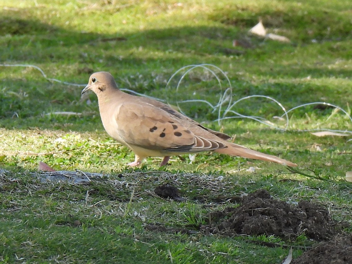 Mourning Dove - ML617848552